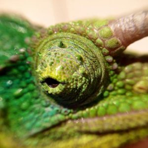 A close up macro of one handsome face!