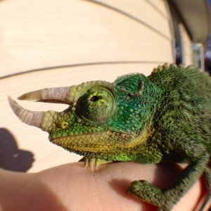 Easily the best chameleon ever. His personality is so sweet. He's always so so calm!