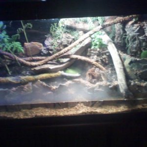 55GAL VIVARIUM #5 LAND SIDE GDPIC