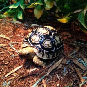 Sheldon! 12-week-old Tortoise Supply Leopard Tortise