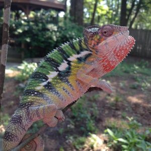 Mozzie growing into his colors. :)