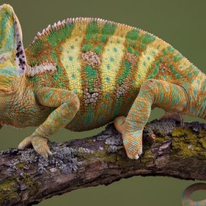 Animals Reptiles Chameleon 027204