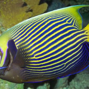 emperor angelfish care