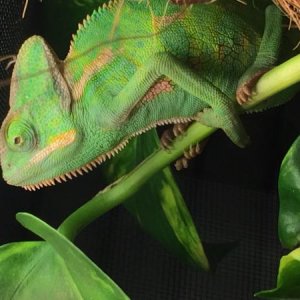 My six or seven month old male veiled chameleons cage