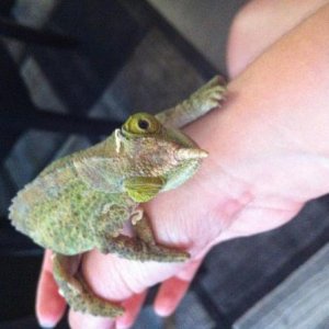 Lee - Female Werners Chameleon
Gave birth on Aug 6th 2014