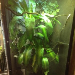 Panther Chameleon Enclosure