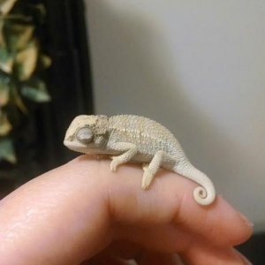 He fell asleep on my finger :)