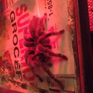 This is Rosie, my Argentinian rose tarantula !! She's 3 years old.