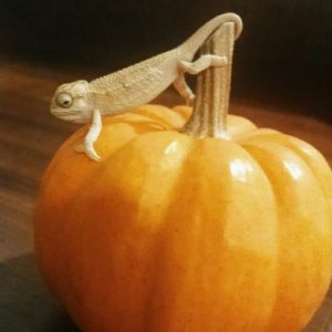 A baby pumpkin for a baby chameleon - Halloween 2014