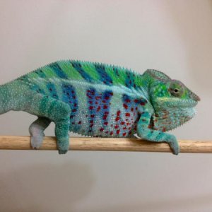 Leo is getting big and showing fantastic colors. :)