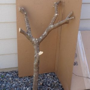 cut branch