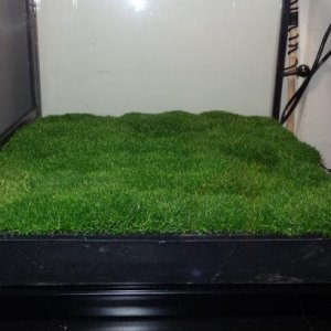 Moss tray