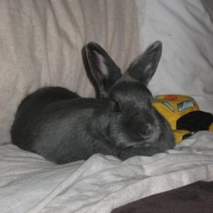 Annabelle, My netherland Dwarf She thinks she owns my bed