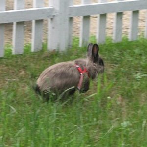 Samuel, My Lionhead Rabbit