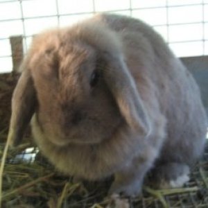 Fiona, Holland Lop Bella Boo's sister, she is a cutie.