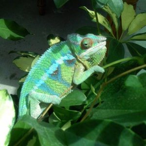 greenphase1

***Male Blue Bar Ambilobe***
Around 7 to 8 months old.  Normal green phase.