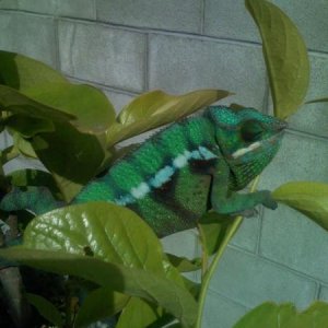 greenphase2

***Male Blue Bar Ambilobe***
Around 7 to 8 months old.  Normal green phase.