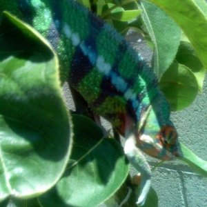 greenbluephase1

***Male Blue Bar Ambilobe***
Around 11 to 12 months old.  Normal green phase, with the blue bars color coming out with a bold deep