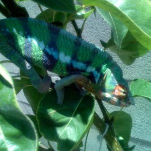 greenbluephase2

***Male Blue Bar Ambilobe***
Around 11 to 12 months old.  Normal green phase, with the blue bars coming out with a bold deep blue.