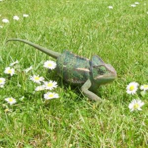 Strollin' thru the daisies!