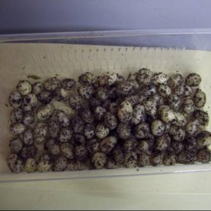 102 Eggs (second clutch 12th April 09)