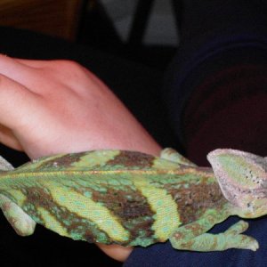 George just before a shed