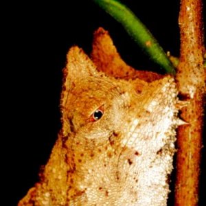 Brookesia superciliaris