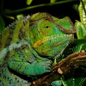 Furcifer pardalis