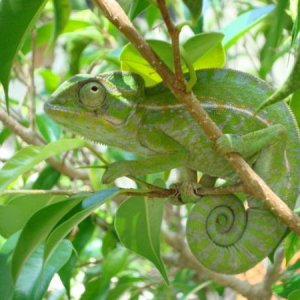 Chillin in his tree