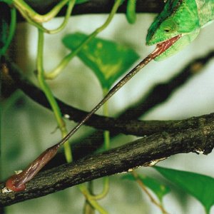 Female Calumma p. parsonii tongue shot