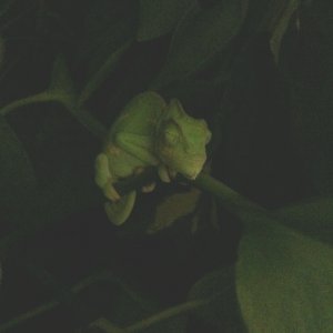 Sleep In The Mysterious Pothos