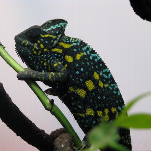 Female C.calyptratus After Laying Eggs