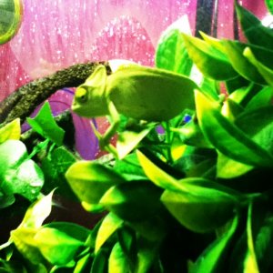 My Pascal <3