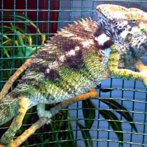 Giant Spiny Chameleon