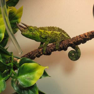 Bob The Jacksons Chameleon