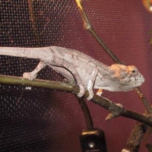 2 Month Male Furcifer Pardalis Red Bar