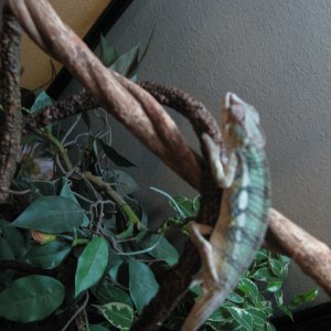 Juvenile Male Blue Bar Panther Chameleon