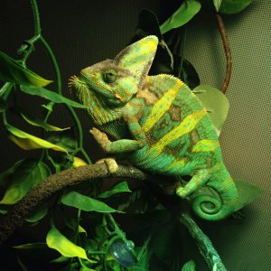 Basking Rango