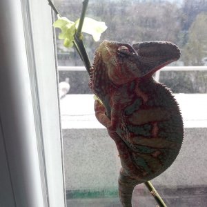 Chameleon On A Lemon