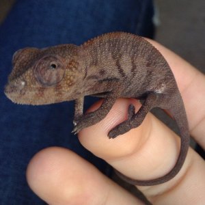 Baby Panther Chameleon