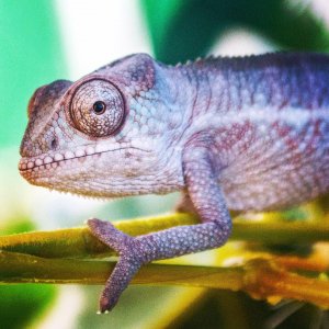 Baby Panther Chameleon!