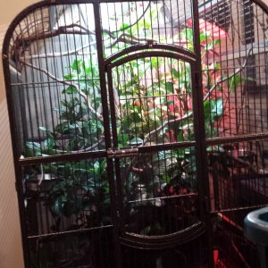 Parrot cage conversion