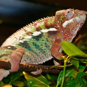 Thor Shedding