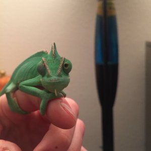 green mean chameleon