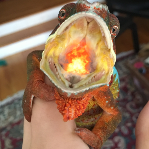 Fire Breathing Dragon