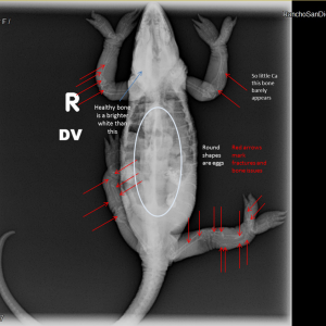 Dorsal X-Ray