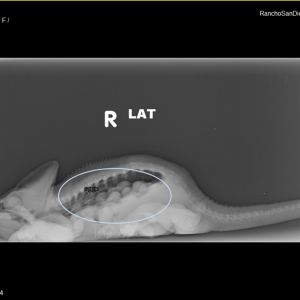 Lateral X-Ray