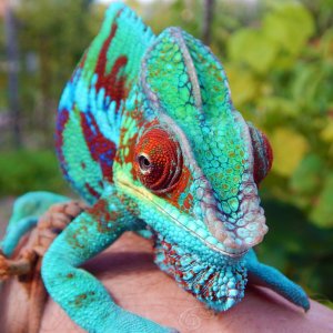 Furcifer pardalis Ambanja