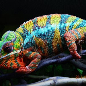 Furcifer pardalis Ambilobe