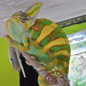 Chameleo calyptratus